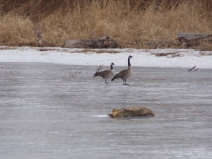 On Frozen Pond