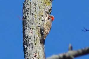 Noonan flicker