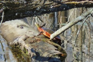 Noonan painted turtle
