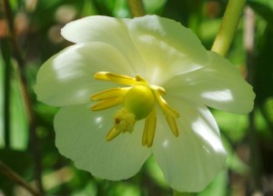 May Apple Flower