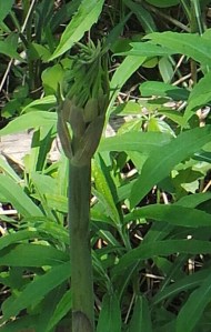 Wild Asparagus