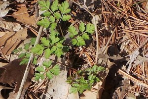 Herb Robert