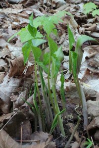 Jack-in-the Pulpit