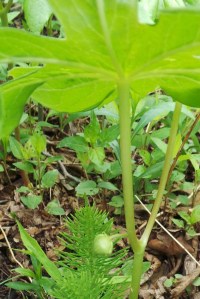 Mayapple