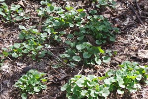 Garlic Mustard