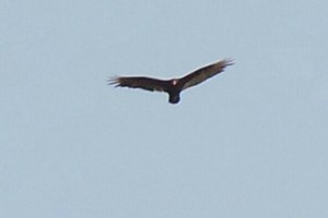 Vulture