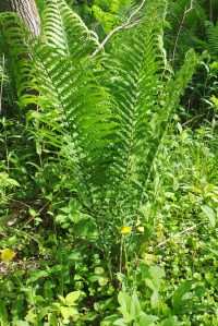 Ostrich Fern