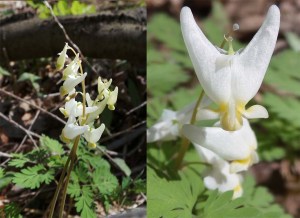 DUTCHMAN'S BREECHES