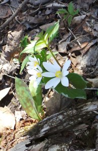 BLOODROOT