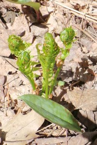 xnoonan 320150506_101731_sFiddleheads