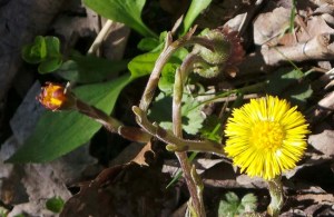 Coltsfoot