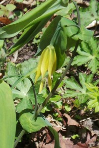 Bellwort
