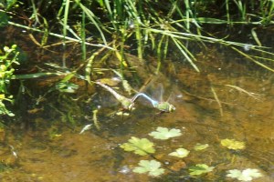dragonflies 2 mating flight 20150616_142814-1-1