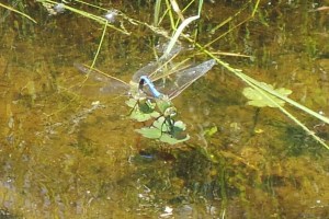 dragonfly mating on ground 5 20150616_142811-1-1-1