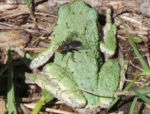 G,rey Tree Frog, with fly hitching a ride