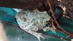 gray tree fr on recorder_S