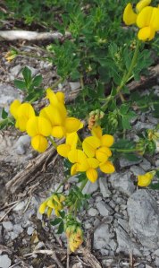 Birds foot trefoil