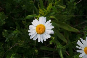 Daisy