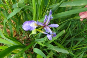 Iris