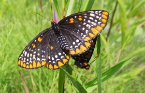 Baltimore Checkerspot Female