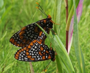 Baltimore Checkerspot Mating