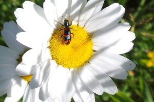 Beetle on a Daisy