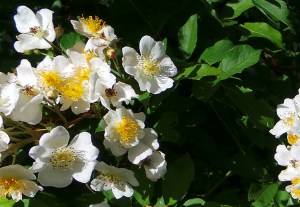 Wild Rose