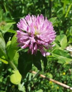 Red Clover