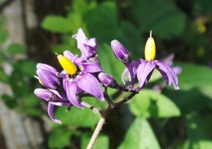 Night Shade Bittersweet