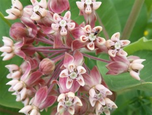 Milkweed