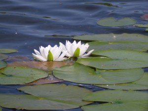 Water Lily