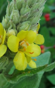 Mullein