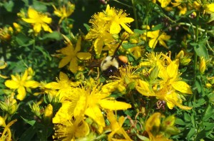 St Johns Wort