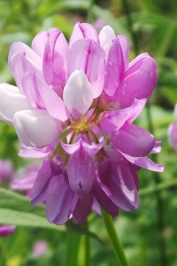 Crown Vetch
