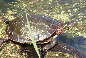 Painted Turtle
