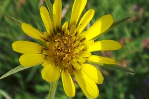 Yelllow Goatsbeard