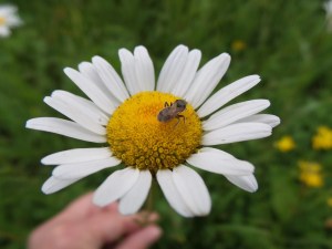 Stopping by for lunch