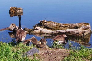Family of Canada Geese