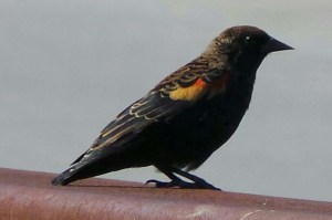 LNoonan 10_Red wing bl bird 20150916_LN (1)_s