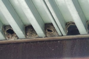 Cliff Swalow nests