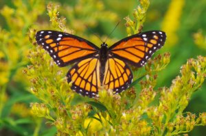 This is a Viceroy butterfly, similar to the Monarch