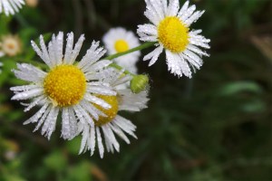 Asters in the orchard
