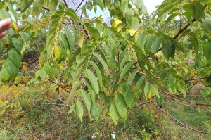 Black Walnut in the 'Orchard' area