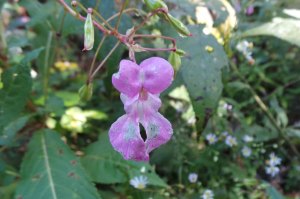 Vista Himalaya Balsam- an invasive speciaes readily adaptible to the climate in the Rouge