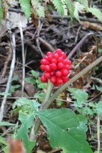 Jack-in-the Pulpit fall fruit