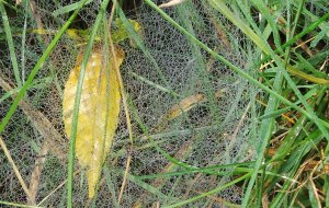 Blanket Spider Web