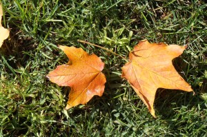 N10sugar maple woodland 20150930_Jn (9)_s