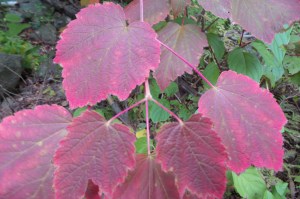 N4colours20151007_102414_s