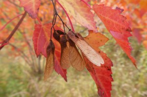 N6colours20151007_121249_s