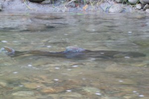 N7Salmon 20151007_105816_1_s